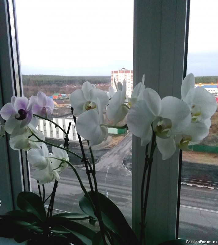 Мои орхидеи в январе