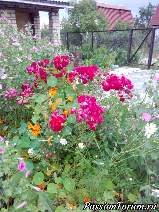 Цветы в моем саду.