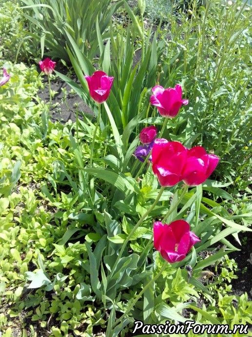 Цветы в моем саду.