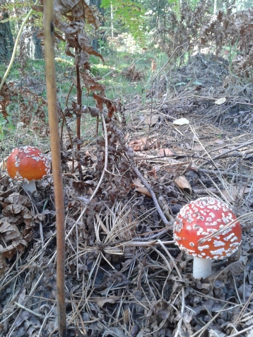 маленький кусочек лета