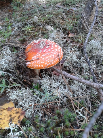 маленький кусочек лета