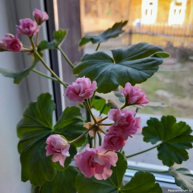Мои красавицы. Мои красавицы.