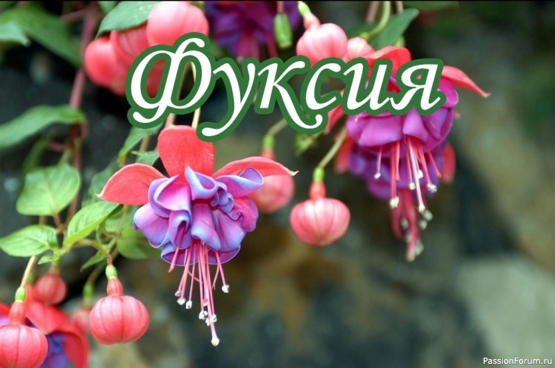 Фуксия. Комнатные растения Фуксия. Комнатные растения