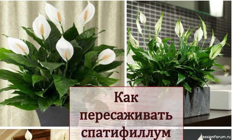 Как пересаживать спатифиллум Как пересаживать спатифиллум