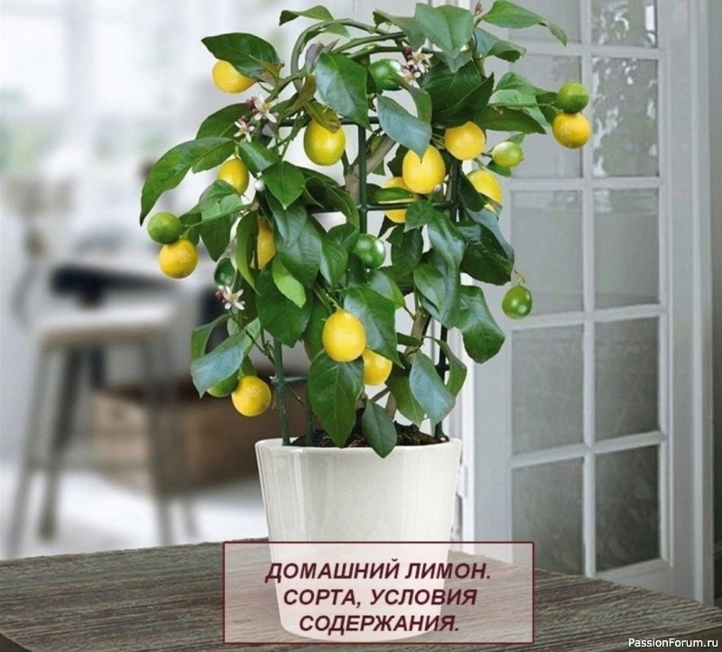 Домашний лимон, условия содержания Домашний лимон, условия содержания