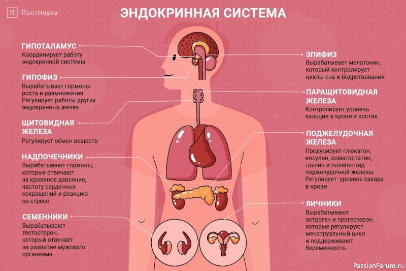 Эндокринная система реагирует на стресс Эндокринная система реагирует на стресс