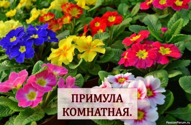 Примула комнатная Примула комнатная