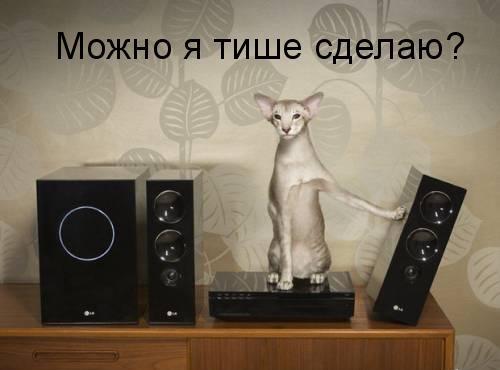 Тренируюсь на кошках- часть вторая