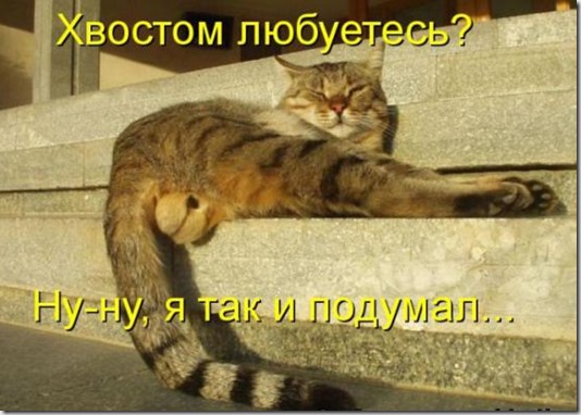 Коты- с юмором на ты.Любимая котоматрица.