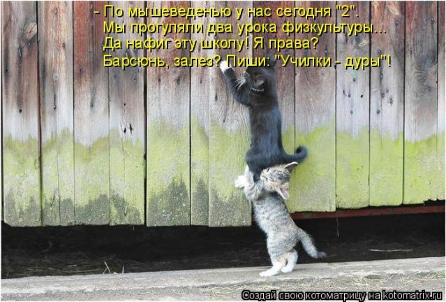 И опять коты...