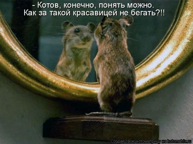 И опять коты...