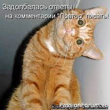 Без кота и жизнь не та!
