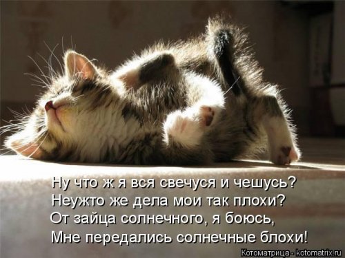 Смешные котоматрицы. Новые прикольные картинки про кошек