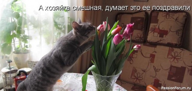 И снова о Котах, и о ХОЗЯЙКАХ....