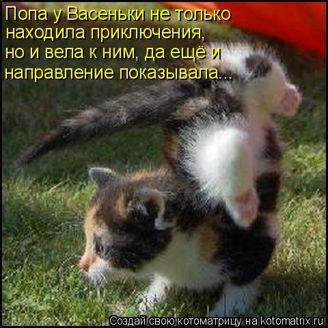 Смешные котоматрицы. Новые прикольные картинки про кошек