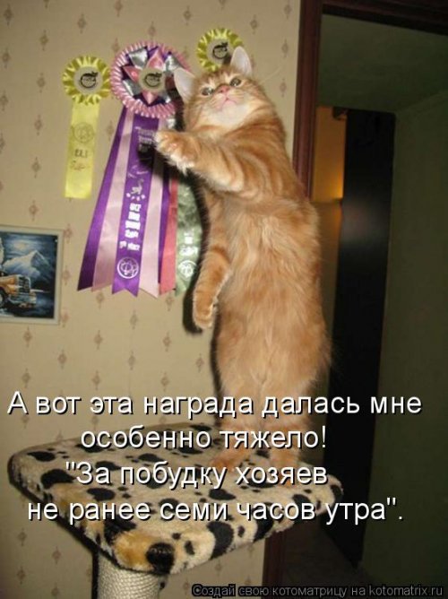 Смешные котоматрицы. Новые прикольные картинки про кошек