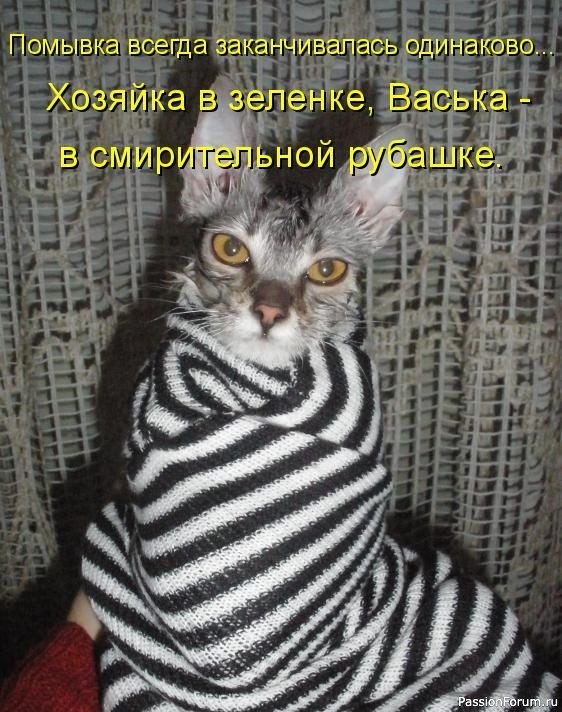 И снова о Котах, и о ХОЗЯЙКАХ....