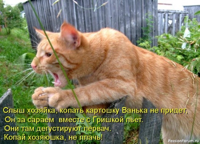 И снова о Котах, и о ХОЗЯЙКАХ....