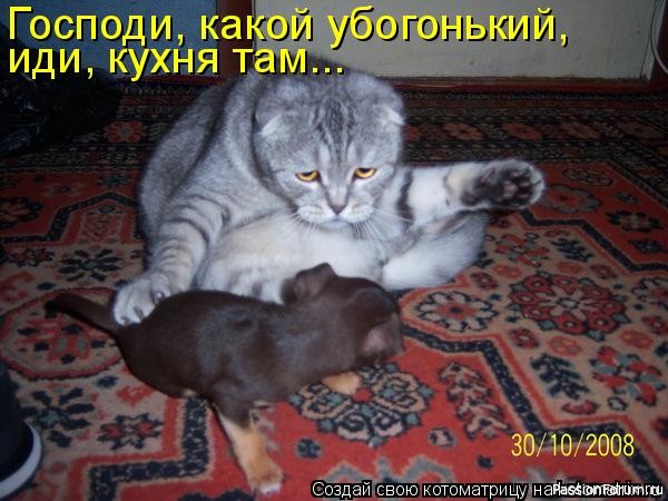 Коты и Кошки. Котята крошки. (часть 2)