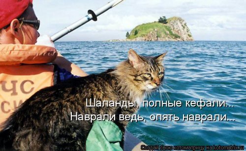 Смешные котоматрицы. Новые прикольные картинки про кошек