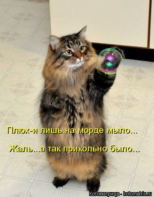 Смешные котоматрицы. Новые прикольные картинки про кошек