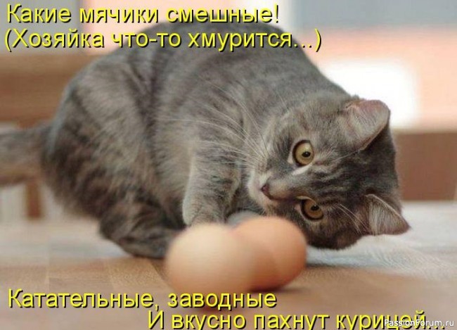 И снова о Котах, и о ХОЗЯЙКАХ....