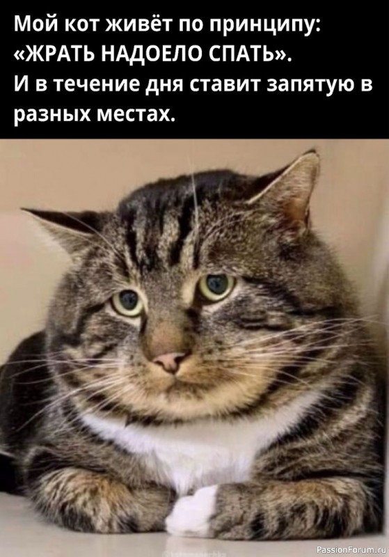 Один день и одна ночь из жизни неугомонного кота.