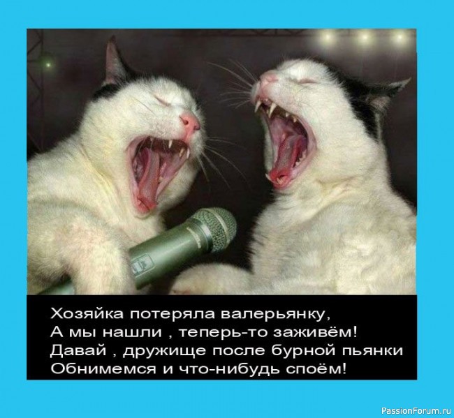 И снова о Котах, и о ХОЗЯЙКАХ....