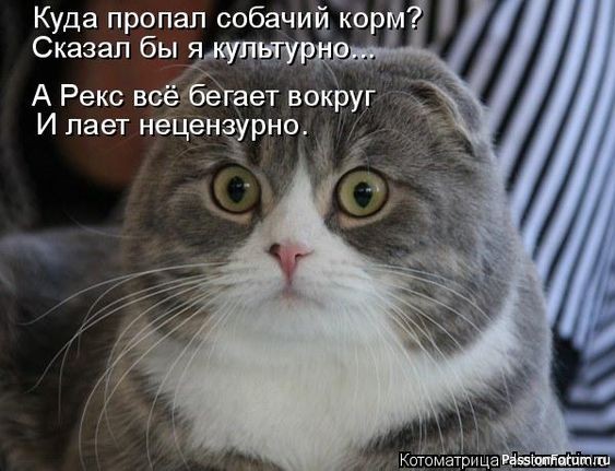 Один день и одна ночь из жизни неугомонного кота.