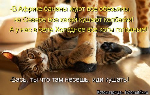 Смешные котоматрицы. Новые прикольные картинки про кошек