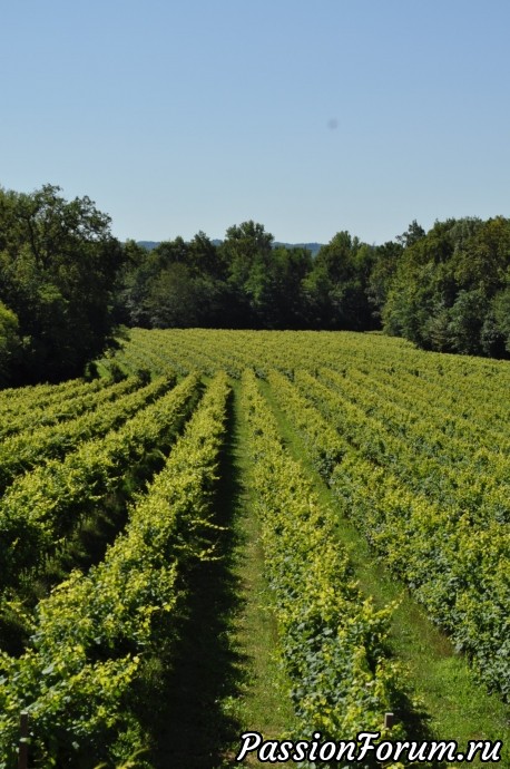 Родина вина Prosecсo- холмы Вальдоббьядине( colline valdobbiadene)