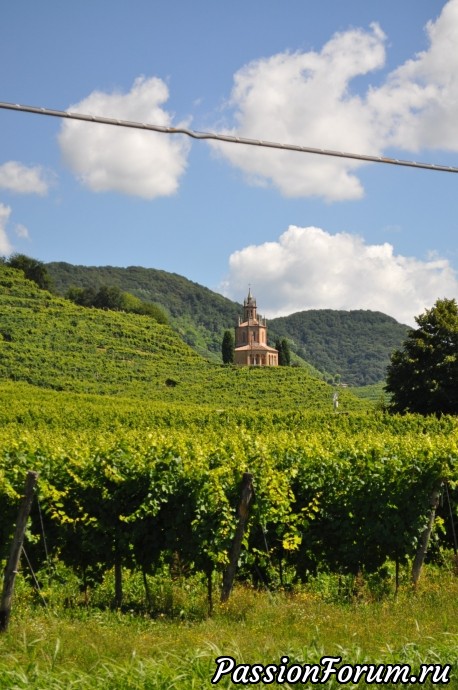 Родина вина Prosecсo- холмы Вальдоббьядине( colline valdobbiadene)