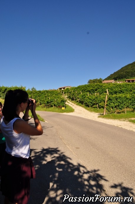 Родина вина Prosecсo- холмы Вальдоббьядине( colline valdobbiadene)