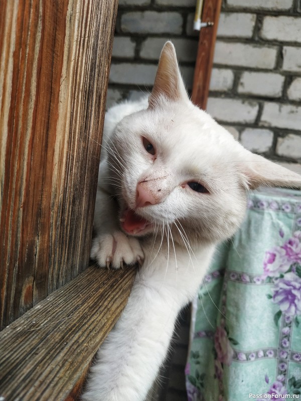 Имя буч что означает для кота. Смотреть фото Имя буч что означает для кота. Смотреть картинку Имя буч что означает для кота. Картинка про Имя буч что означает для кота. Фото Имя буч что означает для кота