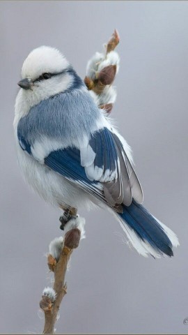 Колибри - самые маленькие птицы на земле, но какие красивые!!!)