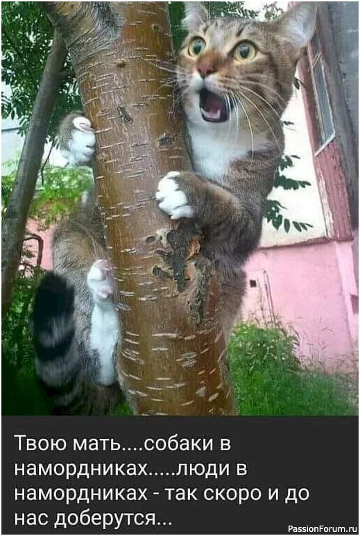 Вокруг смеха (в картинках)....