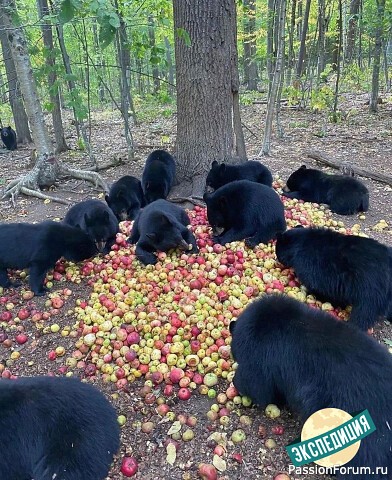 Юмор в картинках...