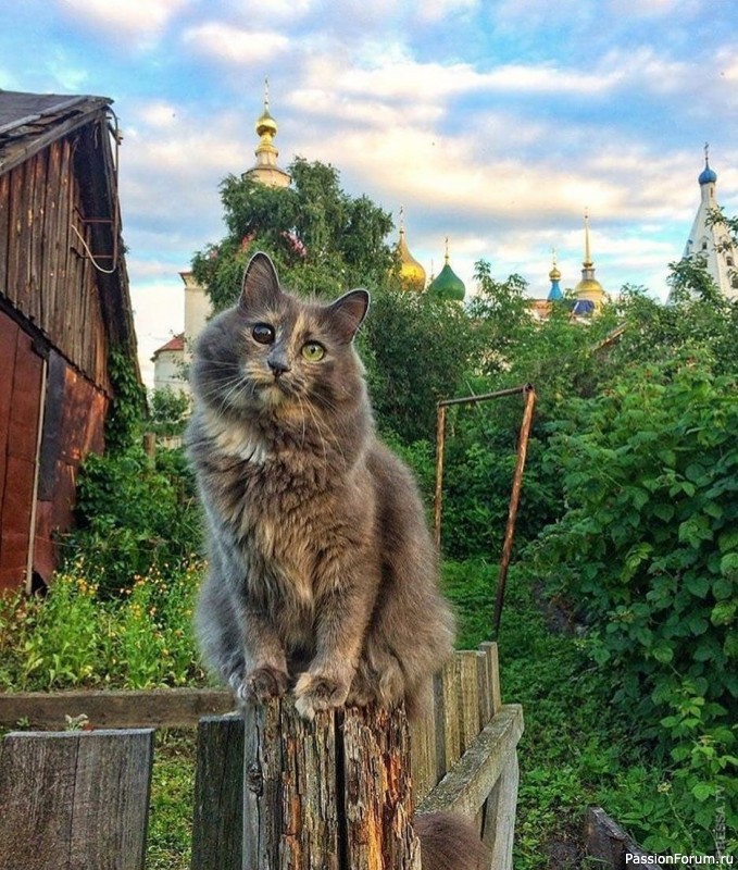 "​Баба Шура и Васька". Д.Спиридонов