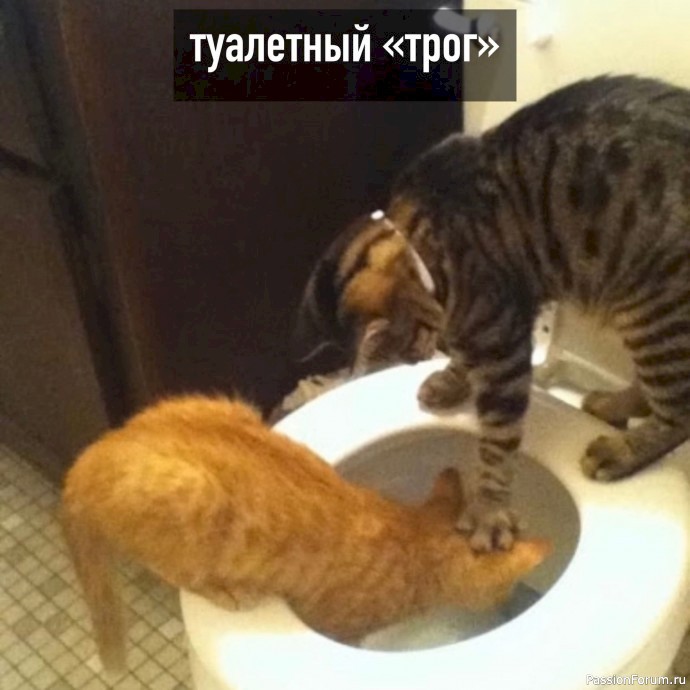 Ох, уж эти котики.....