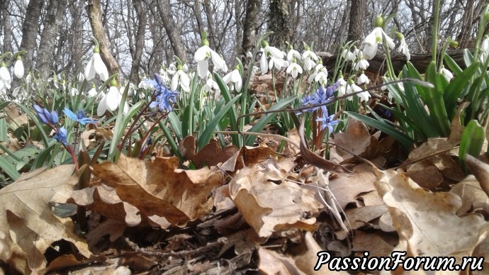 Весна в Крыму.