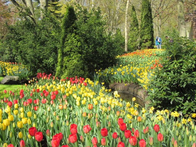 Парк тюльпанов под Амстердамом