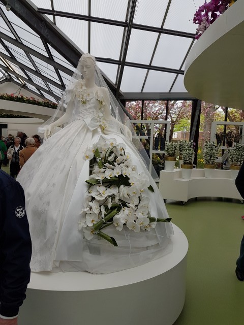 И снова о Голландии и её цветах.