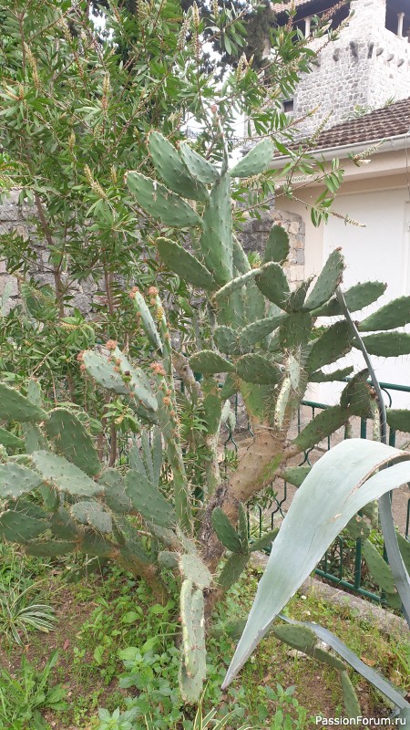 Прогулка по Тивату