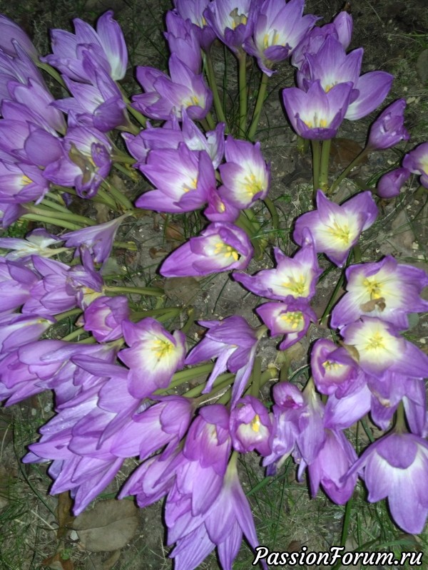 Мой осенний сад с улыбкой