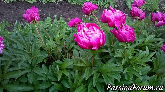 Их тоже можно было забрать , я израрезала на кусочков так 50 и теперь это огромные кусты. пахнут !!! Три сорта есть : этот, розовый и один желтый. Не цвели первые три года. Наверное набирались сил. Их тоже можно было забрать , я израрезала на кусочков так 50 и теперь это огромные кусты. пахнут !!! Три сорта есть : этот, розовый и один желтый. Не цвели первые три года. Наверное набирались сил.