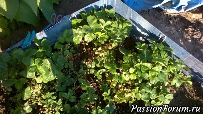 Мне понадобиться много "заборчика" так как в двух местах растет клубника и уже второй год, а это значит, что большие урожаи надо забыть.Вот вам такое исполнение.Конечно он спасет от клевания. Но клубника будет подольше зреть. Лучше бы из тюлевой занавески. Мне понадобиться много "заборчика" так как в двух местах растет клубника и уже второй год, а это значит, что большие урожаи надо забыть.Вот вам такое исполнение.Конечно он спасет от клевания. Но клубника будет подольше зреть. Лучше бы из тюлевой занавески.
