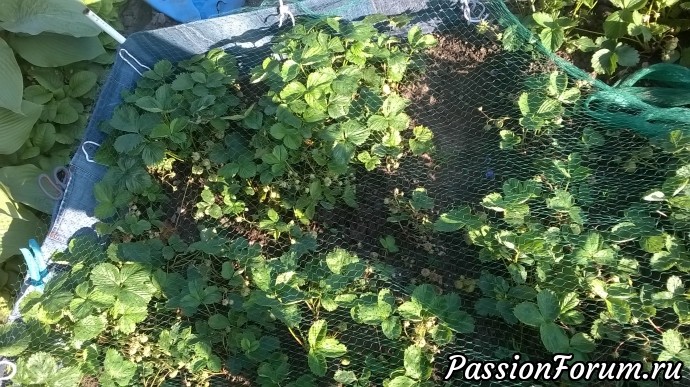 Сетку привязываю на шнурочки и не улетит, а птица конечно может и тут меня обхитрить. Сетку привязываю на шнурочки и не улетит, а птица конечно может и тут меня обхитрить.
