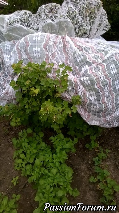 Вот только немного подуло и уже она открылась. Вот только немного подуло и уже она открылась.