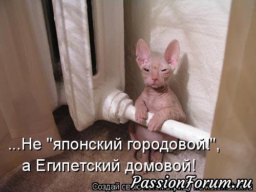 Котэ- домовые)))