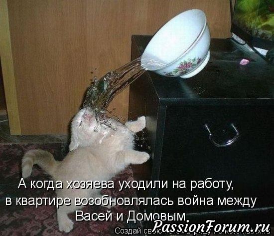 Котэ- домовые)))